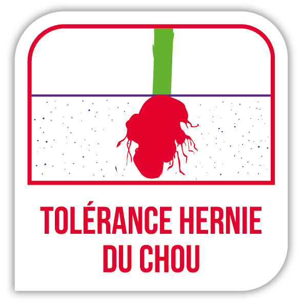 Visuel Tolérance hernie du chou